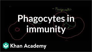 Role of phagocytes in innate or nonspecific immunity  NCLEXRN  Khan Academy [upl. by Tolkan]