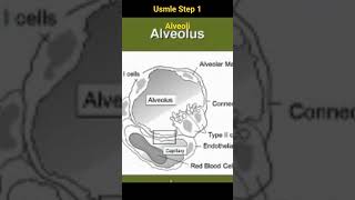 Alveoli Histology  Chapter7 Respiratory System Histology [upl. by Delphine]