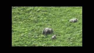 Female brown bear with two cubs  Slovakia High Tatras [upl. by Eecyac]