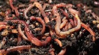 Feeding composting worms [upl. by Einnek994]