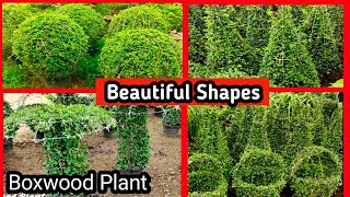 Boxwood Plant  Boxwood plant shoes ideas  How to shape a Buxus plant shrub [upl. by Rafa684]