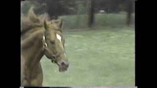 SECRETARIAT  Running From Within Click HD for best quality [upl. by Jobey]