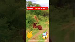 Who will win ☠️🔥pitbull vs bull rottweiler dog ytshorts trending dogfight attack [upl. by Janiuszck323]