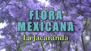 La Jacaranda  La Flora de México [upl. by Botsford613]