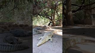 First time seeing albino alligator gambia travel shorts crocodile museum africanwildlife [upl. by Pisarik]