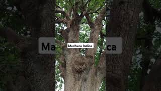 Madhuca Indica tree [upl. by Bowerman999]