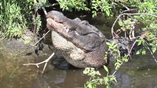 Gator bellowing [upl. by Naehgem]