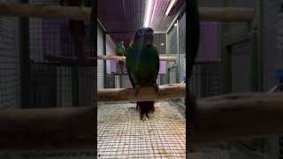 Conure exoticblue throated conure [upl. by Beitris]