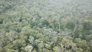 Western Australian Eucalypt forests from the air [upl. by Anyaled]