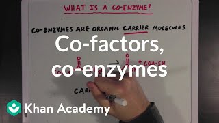 Cofactors coenzymes and vitamins  MCAT  Khan Academy [upl. by Annamarie]