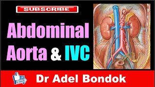 Abdominal Aorta and Inferior Vena Cava Dr Adel Bondok [upl. by Sybille713]