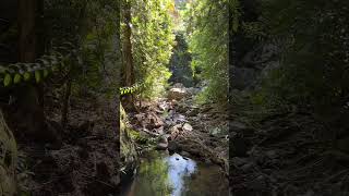 Sunshine Coast Queensland Buderim Falls Serenity Falls [upl. by Filia]