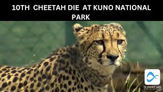 10th Cheetah Dies At Kuno National Park In Madhya Pradesh NambianCheetah KunoNationalPark India [upl. by Lowrie315]