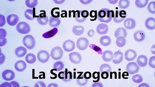 La Gamogonie et La Schizogonie [upl. by Enerual]