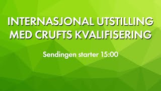 NKK Sandefjord 2024  Internasjonal utstilling med crufts kvalifisering [upl. by Sedberry]