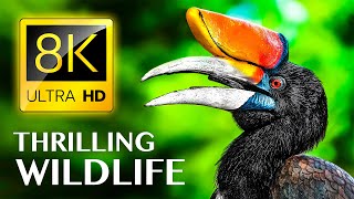 THRILLING WILDLIFE 8K ULTRA HD [upl. by Stannwood]