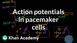 Action potentials in pacemaker cells  Circulatory system physiology  NCLEXRN  Khan Academy [upl. by Paulina489]