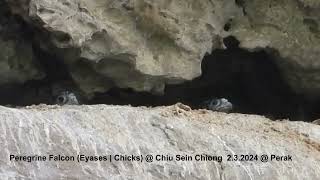 Peregrine Falcon Falco peregrinus ernesti  Chicks  Eyases  Chiu S C DSCN4085 [upl. by Prudhoe]