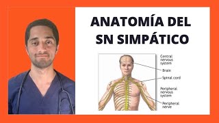 ANATOMÍA DEL SISTEMA NERVIOSO SIMPÁTICO  NEUROLOGÍA [upl. by Stag]