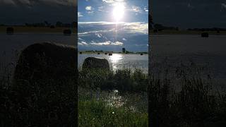 Alfalfa Field The Morning After a Heavy Rainy Day in South Dakota [upl. by Frank224]