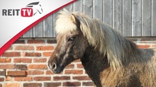 Pferdegesundheit  Der Aktivstall  Artgerechte Haltung für Pferde und Ponys [upl. by Dachia50]