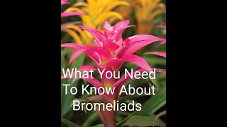 Growing A Bromeliad And How To Care For A Bromeliad Plant❤ [upl. by Eiknarf]