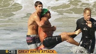 Great white shark attack California swimmer survives bite [upl. by Yrallam]