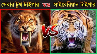 কে জিতবে SIBERIAN TIGER vs SABER TOOTHED TIGER  Most Powerful Animal Fight  Who Would Win [upl. by Ayekram584]