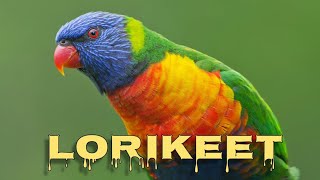 Rainbow lorikeet sounds [upl. by Maxentia]