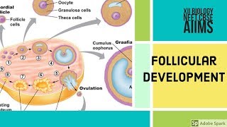 Follicular Development  sexual reproduction in human  XII Biology  Vinay Biology [upl. by Noreht457]