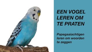 Een Vogel Leren Praten parkiet papegaai [upl. by Eceryt]