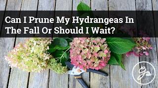 Fall Hydrangea Pruning Guide  Should You Prune Hydrangeas In The Fall [upl. by Tapes]