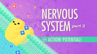 The Nervous System Part 2  Action Potential Crash Course Anatomy amp Physiology 9 [upl. by Wallraff381]