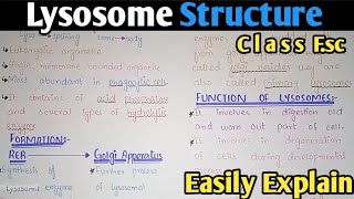 Lysosome Structure And Functions  Class 11 Biology [upl. by Gregoire245]