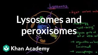 Lysosomes and peroxisomes  Cells  MCAT  Khan Academy [upl. by Akitnahs976]