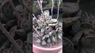 ADROMISCHUS COOPERI  Colonia y flores 🌺 suculentas [upl. by Iaj]