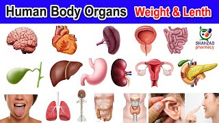 Human Body Organs Weight and Length  Weight And Length Of Human Body Organs  Shahzad Pharmacy [upl. by Zile]