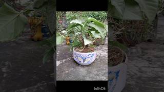 Syngonium Podophyllum 🌿 Arrowhead Plant 🌱 Air purifier 🍃 shorts garden printing craft new [upl. by Windsor]