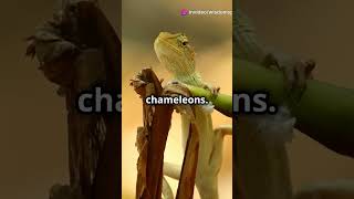 How Do Chameleons Change Color 🦎 [upl. by Rasec184]