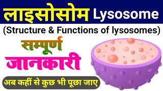 lysosome  lysosome structure and function  types of lysosomes  cell organelles  Koshika लयनकाय [upl. by Inacana515]