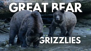 Great Bear Grizzlies [upl. by Standish]