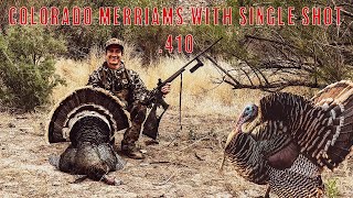 Turkey Hunting 2024 Colorado Merriam midday with a 410  GOBBLING HIS HEAD OFF [upl. by Evod698]