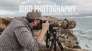 BIRD PHOTOGRAPHY  PORT MACDONNELL PELAGIC TRIP in SOUTH AUSTRALIA [upl. by Utter]