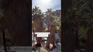 California has one native palm tree Washingtonia filifera California Fan Palm [upl. by Jeanine]