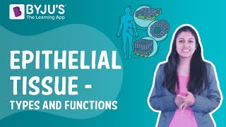 Epithelial Tissue  Types and Functions I Class 9 I Learn with BYJUS [upl. by Nodnab]