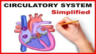 Circulatory System Physiology Heart Simplified [upl. by Margalo]