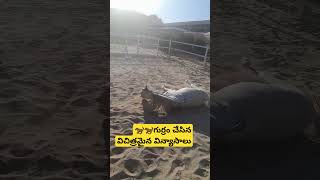 Kuwait wafra frams గుర్రం చేసిన విచిత్రమైన విన్యాసాలుshort videos [upl. by Dagna]