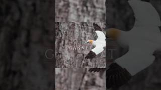 GANNET DOCUMENTARY  हिंदी  wildlife animals shorts [upl. by Lleznov441]