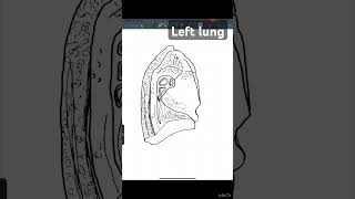 left lung diagramneet2024neetmbbsdiagramanatomybiologylungsyoutubeshortsneetmotivtionfun [upl. by Yruy]