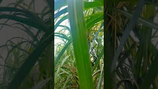 Co16030 new sugarcane variety beach travelnew farming sugarcane sugarcanecultivar agriculture [upl. by Yelsek]